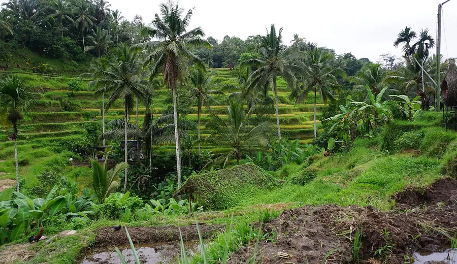 Bali — Island of Temples — Ubud · Kuta · Nusa Penida