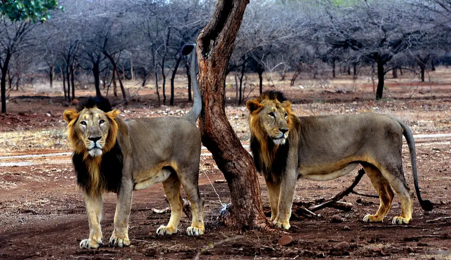 Saurashtra — Gir & the Coast — Gir · Somnath · Diu · Dwarka